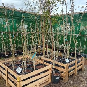 A wooden crate filled with young trees