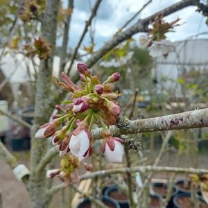 Close up of opening blossoms on fruiting cherry tree
