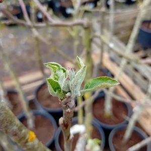 close up of leaves opening on tree branch