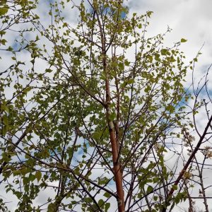 looking up into the sky through branches of silver birch trees