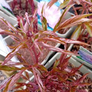 red leafed peonie and bud
