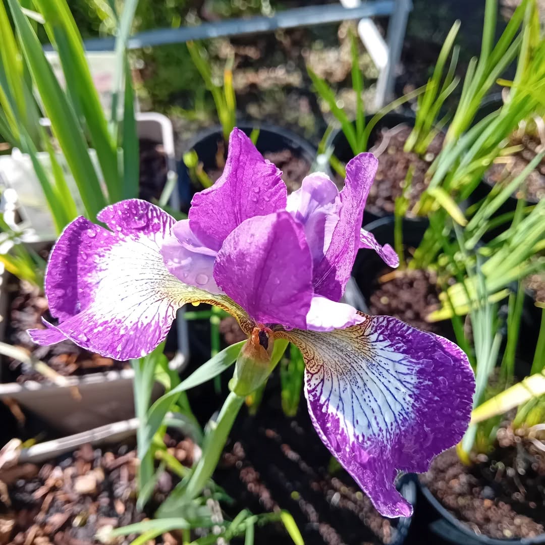 A beautiful purple and white iris flower