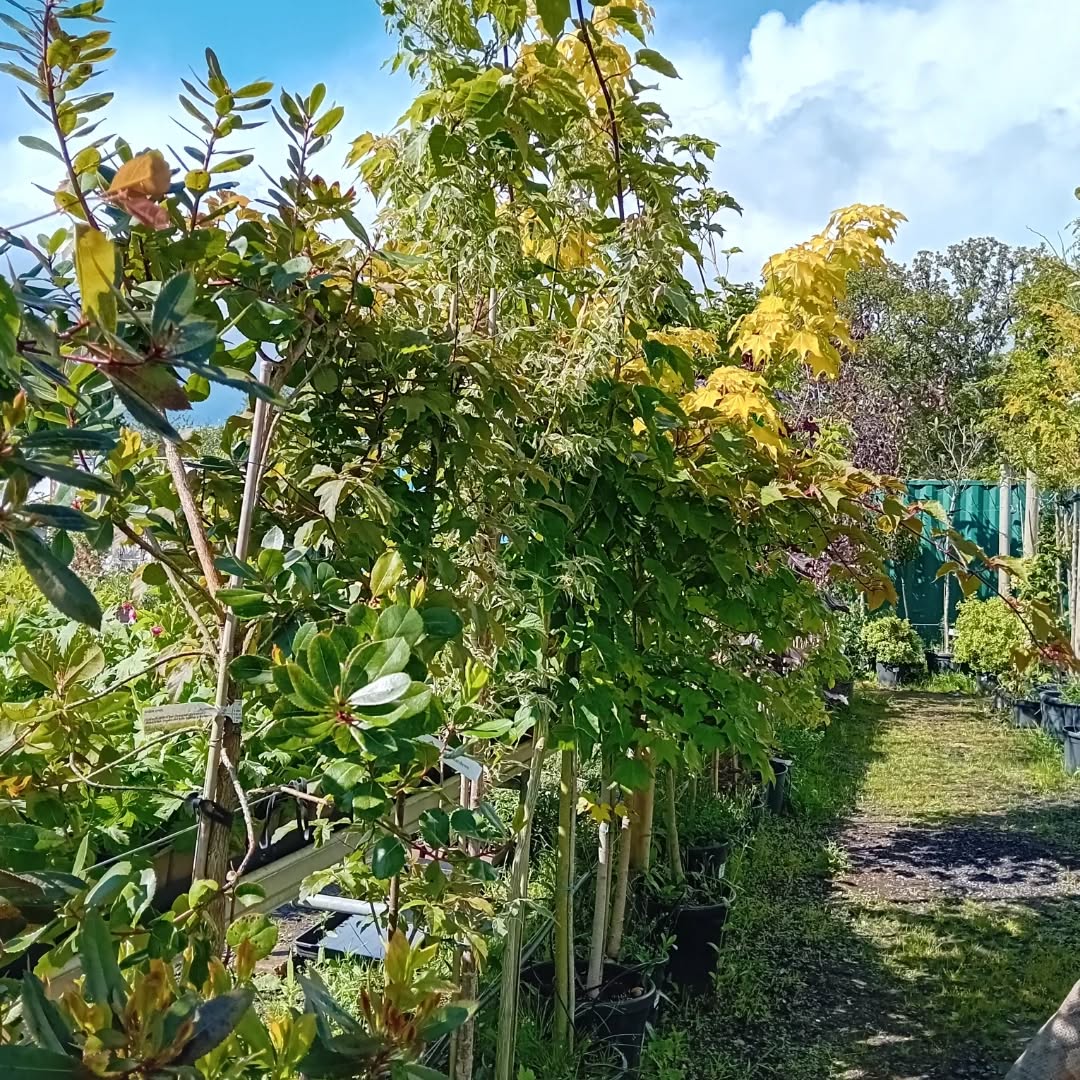 Small trees lined up for sale at Garden Sage Nursery