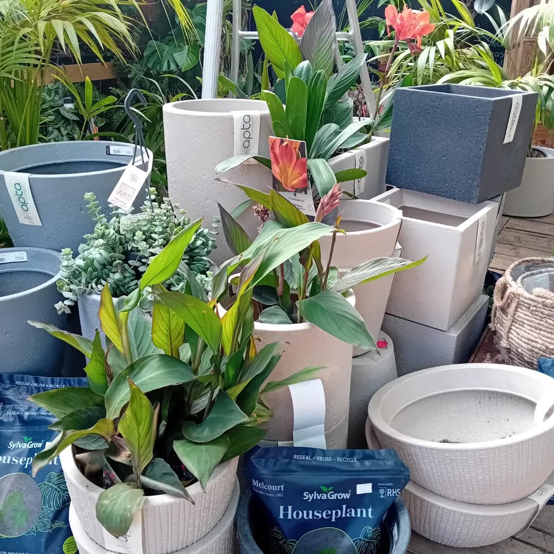 Garden Sage 2 Apta Pots