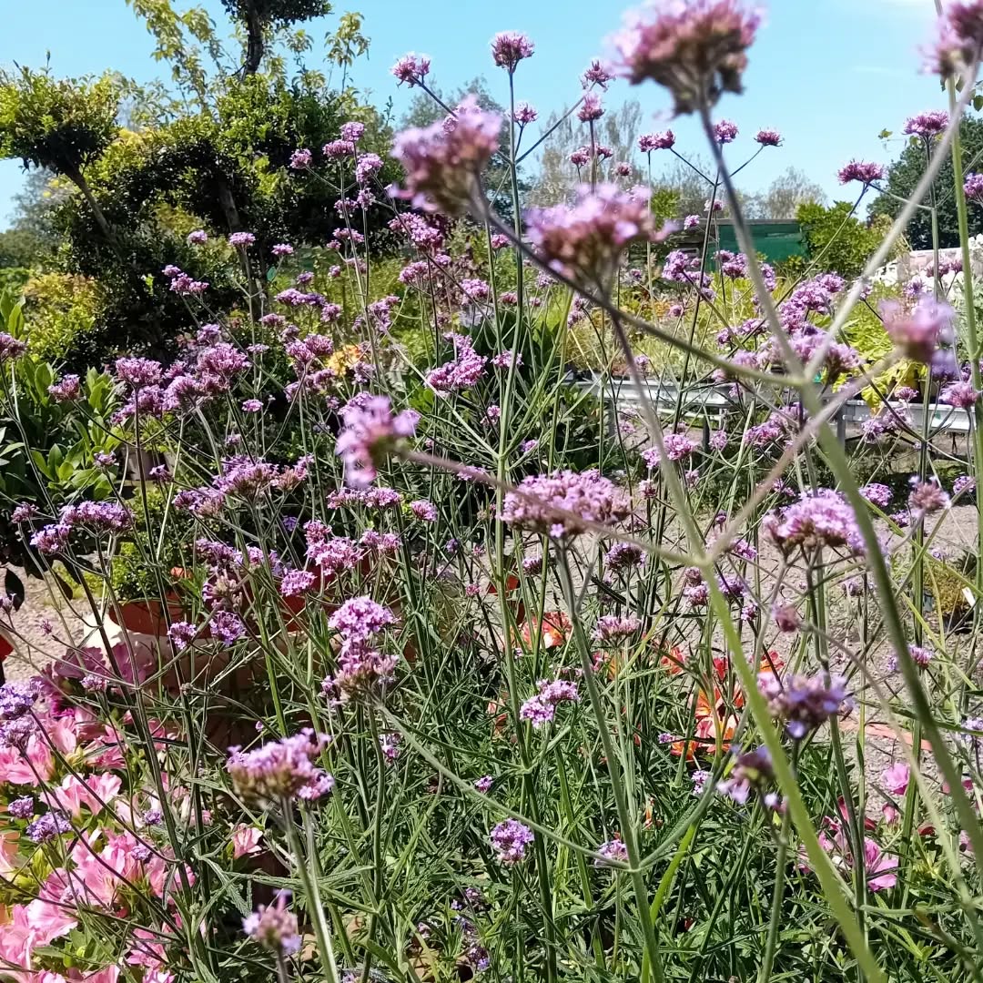 Garden Sage 2 Verbena