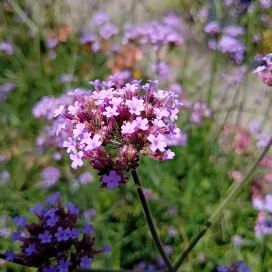 Garden Sage - Verbena